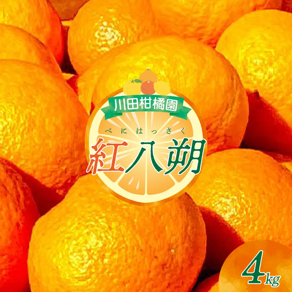 先行受付 2027年1月下旬～発送 紅八朔4kg 川田柑橘園 広島県産