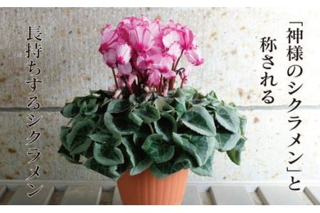 厳選シクラメン鉢“ハーレービクトリア”【花・シクラメン・鉢】お花 ガーデニング かわいい おしゃれ 送料無料《11月下旬-12月中旬頃出荷予定》