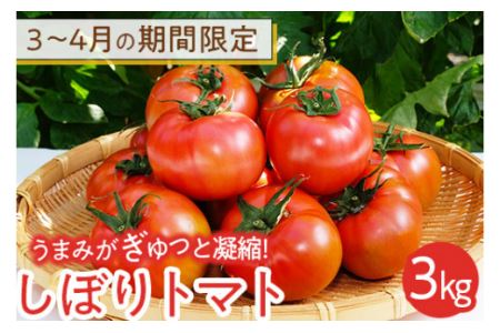 3～4月の期間限定　うまみがぎゅっと凝縮！しぼりトマト 3kg ※着日指定不可《2027年3月上旬-4月末頃出荷予定》