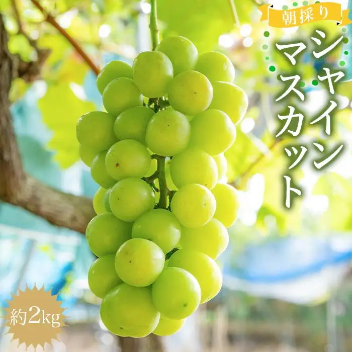 ［先行予約］朝採りシャインマスカット 約2kg ［2026年8月中旬以降順次発送］