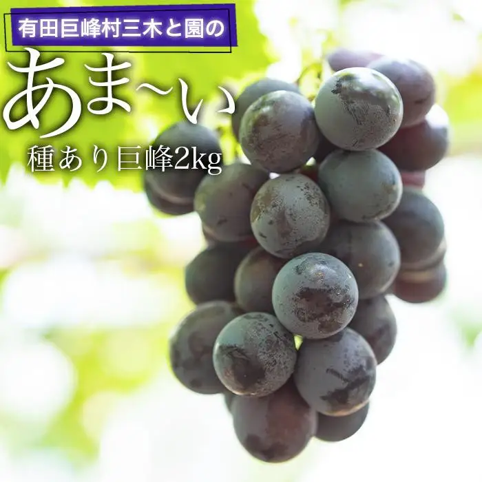 種あり巨峰2kg ぶどう 有田巨峰村 三木と園の露地栽培あま～い 先行予約