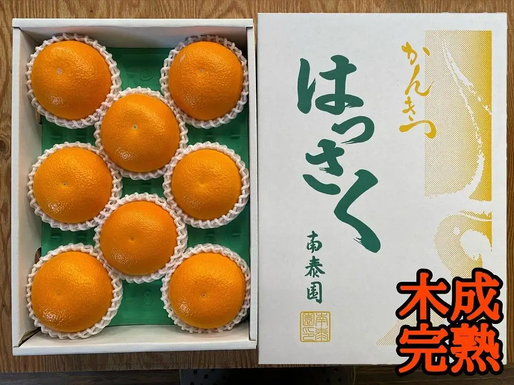 木成完熟 紅はっさく 特秀 L × 8玉 または M × 10玉 サイズ 化粧箱 南泰園【2027年4月上旬～発送】