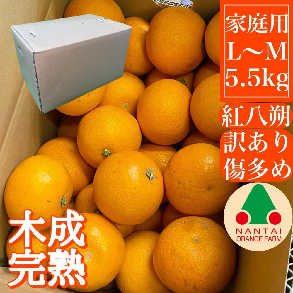 家庭用 5.5kg 訳あり 傷多め 木成完熟 紅はっさく L または M サイズ 茶箱 南泰園【2027年4月上旬～発送】