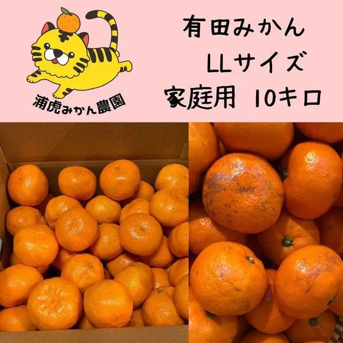12/25までにご入金確認分は年内発送確定！温州みかん 家庭用 箱込み 10kg（2Lサイズ指定） 大きいミカンが好きな人におすすめ
