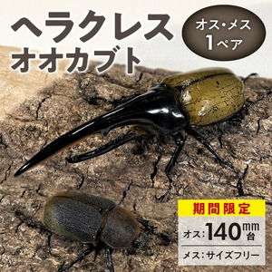 【ヘラクレスオオカブト】オス（140mm台）・メス（サイズフリー） 1ペア_期間限定 カブトムシ ヘラクレス 1ペア オス 140mm台 メス サイズフリー オオカブト 後食済み 昆虫 成虫 生体 ヘラクレスオオカブト 王様 かぶとむし養殖工房ダイナステスPlus 虫 累代飼育 幼虫管理飼育 養殖 お取り寄せ 福岡県 久留米市 送料無料 〔Pb001〕