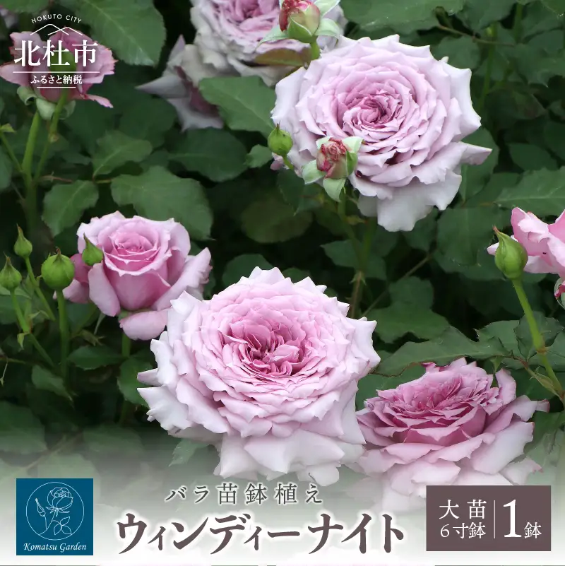 バラ苗鉢植え「ウィンディー ナイト」 [h190]