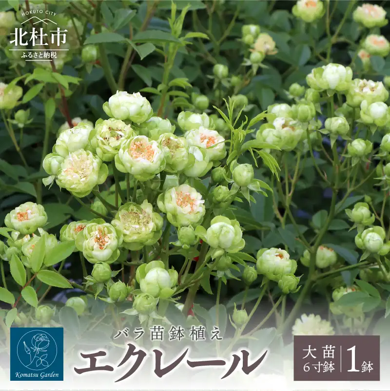 バラ苗鉢植え「エクレール」 [h190]