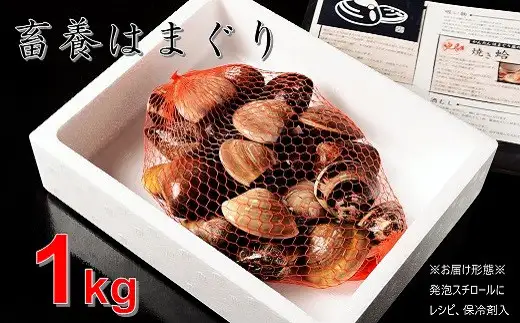 【満天☆青空レストランでご紹介】桑名はまぐり屋 蓄養はまぐり 3年～6年もの 1kg_ はま王 蛤 ハマグリ 魚介 貝 魚貝 活はまぐり 焼きはま 海鮮 網焼き 酒蒸し お吸い物 パエリア パスタ 焼きはまぐり 焼き蛤  a*97  テレビ 紹介 満天青空レストラン