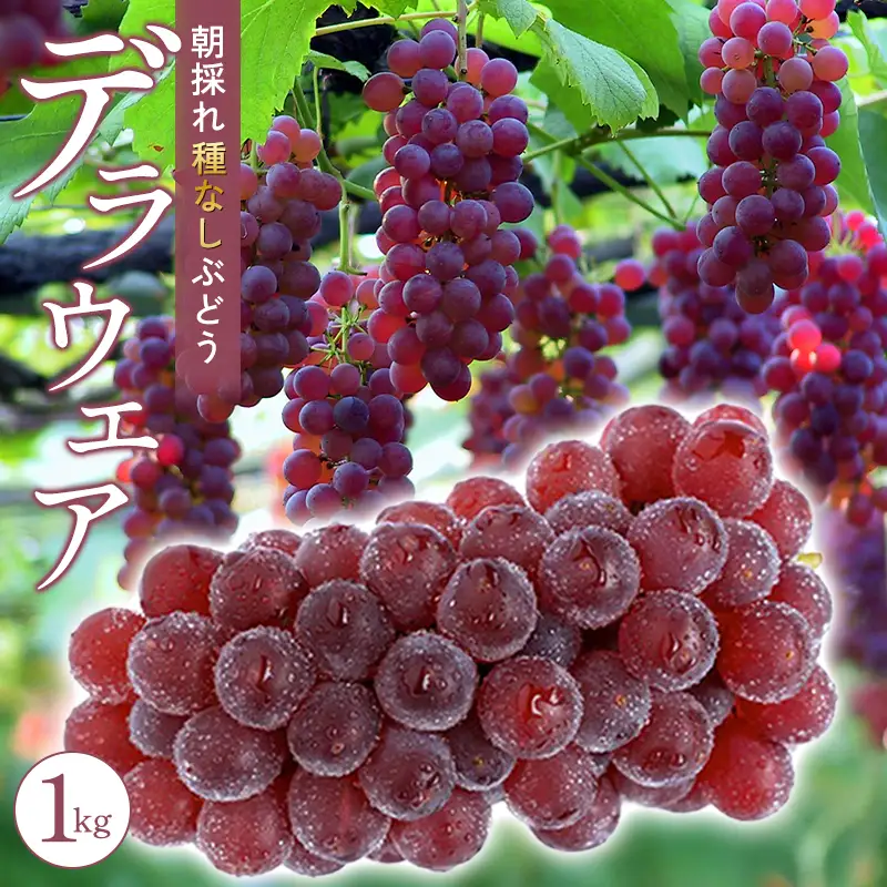 A-774 朝採れ種なしぶどうデラウェア 1kg