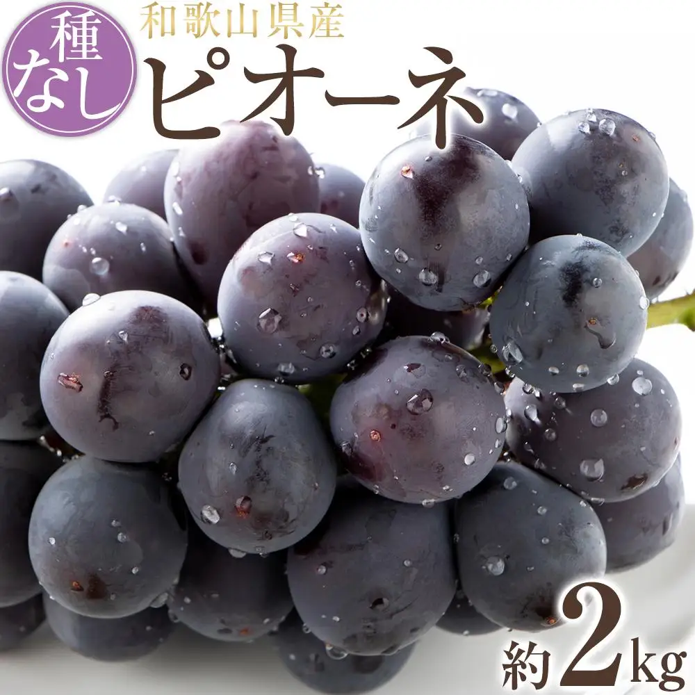 【新鮮・産直】和歌山かつらぎ町産たねなしピオーネ約2kg★2026年8月中旬頃より順次発送【TM164】