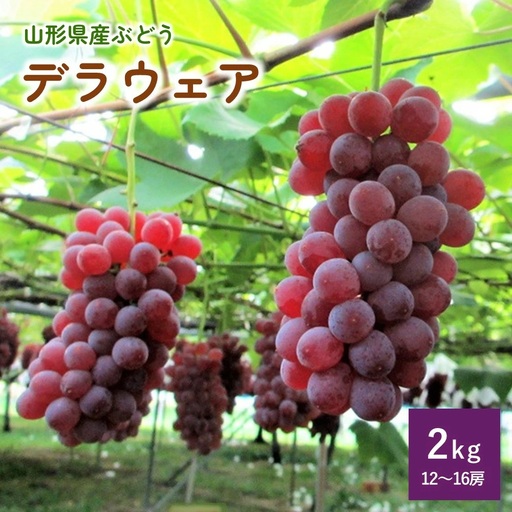 ぶどう（デラウェア）２ｋｇ　0085-2601