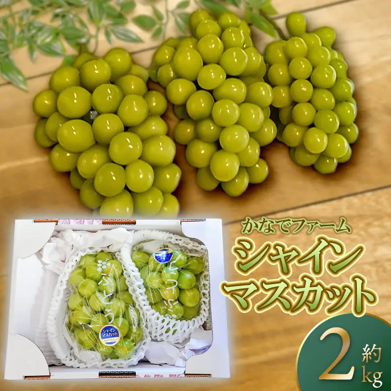 【令和8年産 先行予約】シャインマスカット 約2kg　(2～3房)　山形県鶴岡市産　かなでファーム | 葡萄 ぶどう 果物 フルーツ 国産 東北