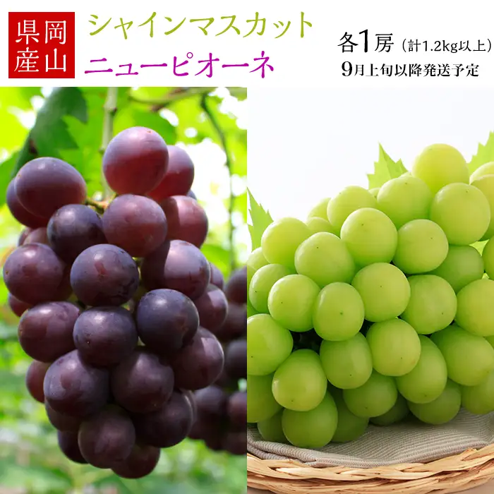 74-18 ぶどう2房（シャイマスカット・ニューピオーネ）計1.2kg以上【2026年9月上旬～10月上旬発送予定】