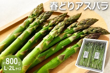 【2024年5月～6月発送】春どりアスパラ(L～2Lサイズ・約800g）_H153(R6)