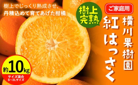 【ふるさと納税】【先行受付】樹上完熟 紅はっさく 約10kg S～2L 家庭用 サイズ混合
