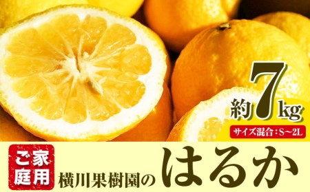 はるか 約7kg S～2L 家庭用 サイズ混合 横川果樹園 