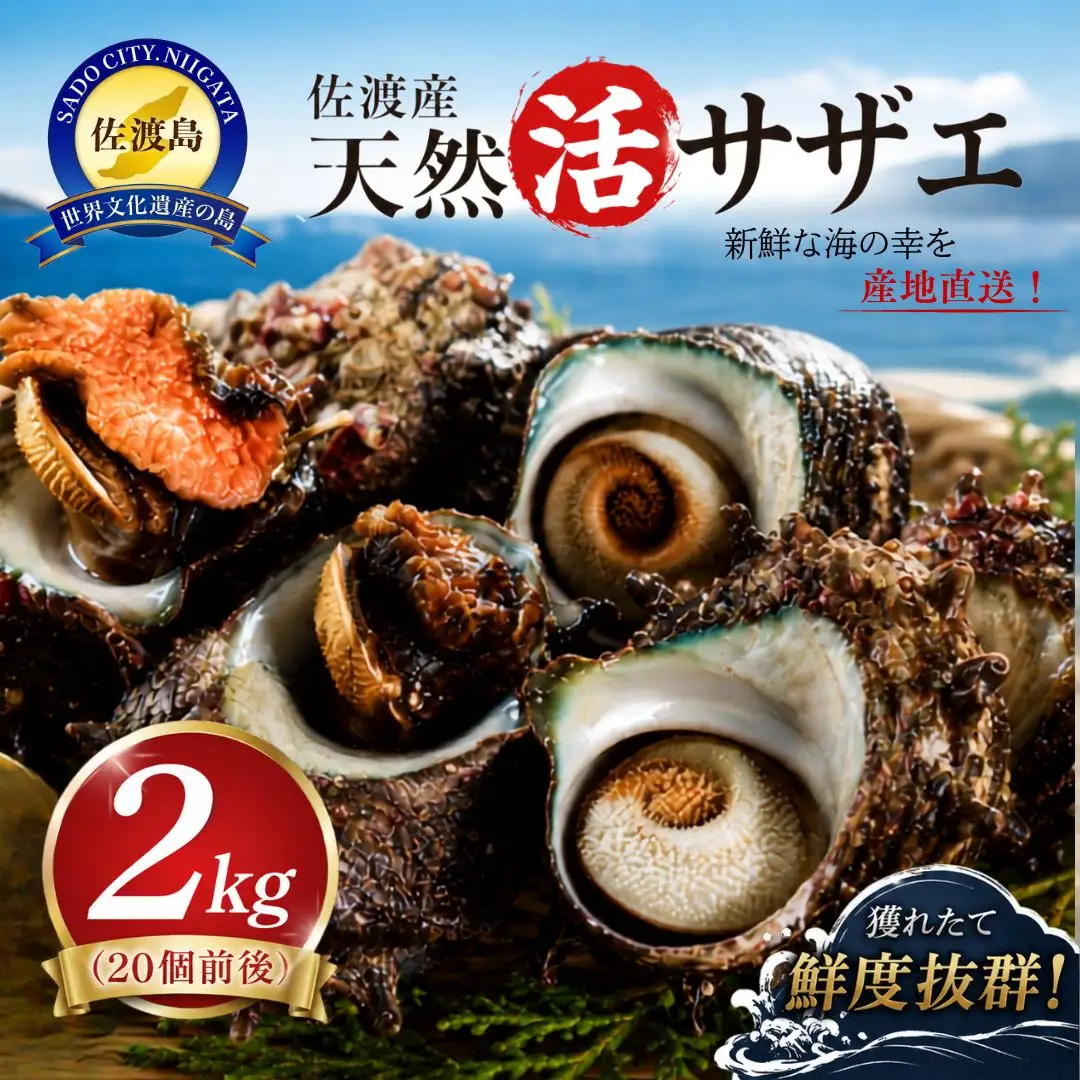 佐渡産 天然活サザエ 2kg 20個前後 サザエ