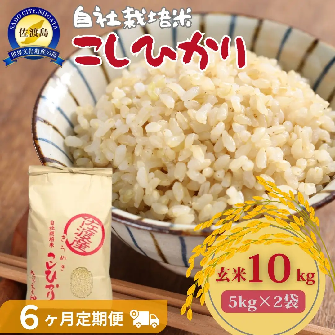 自社栽培米佐渡産こしひかり（玄米10kg）6カ月定期便