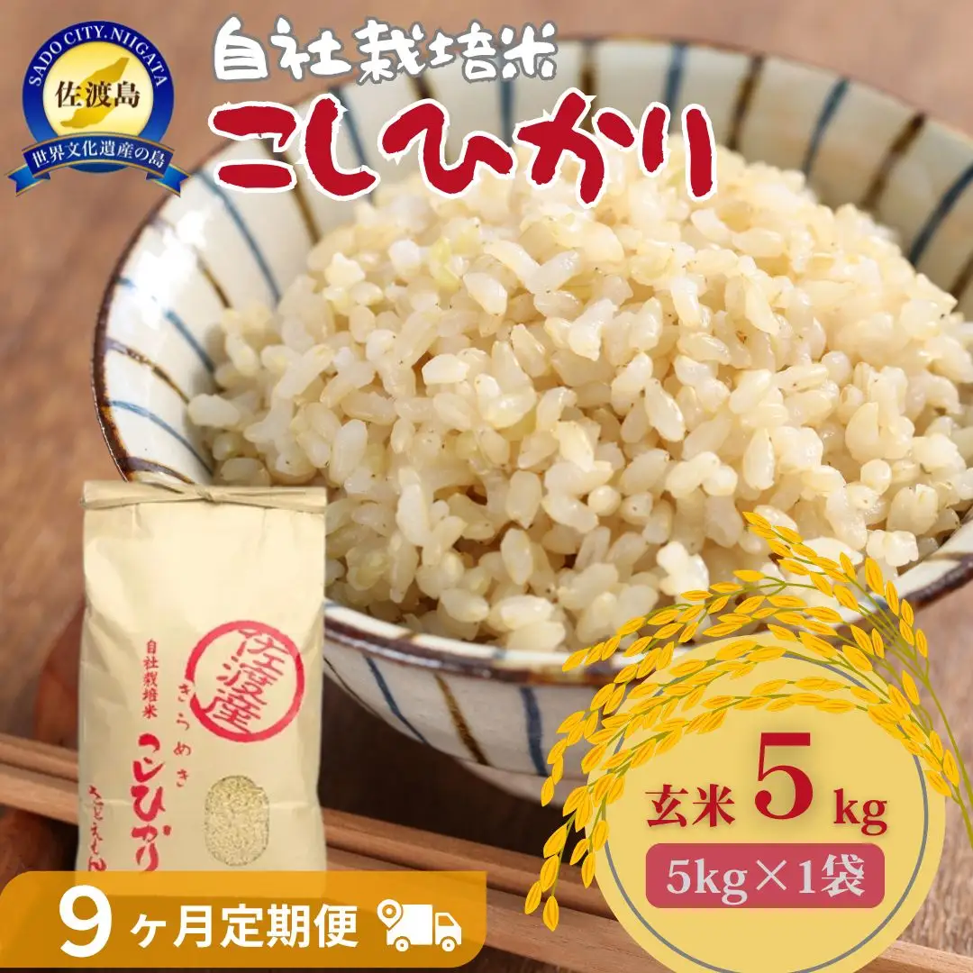 自社栽培米佐渡産こしひかり（玄米5kg）9カ月定期便