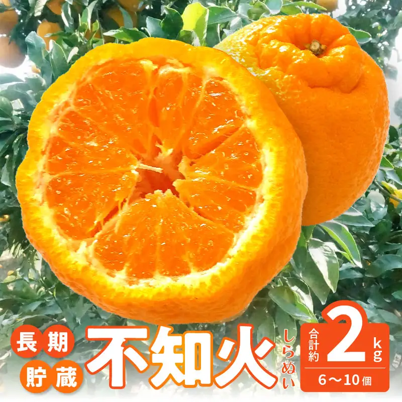 数量限定【5月以降出荷】夏季まで美味しさを保つ、長期貯蔵「不知火」約2kg
