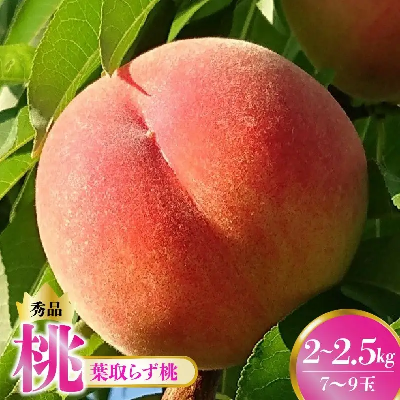 桃（葉取らず桃）２～２.５ｋｇ　0015-2603