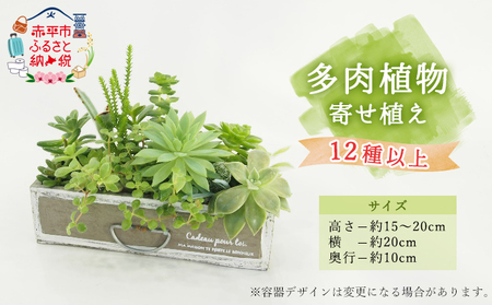 多肉植物観葉植物寄せ植えインテリア多肉植物【12種以上】