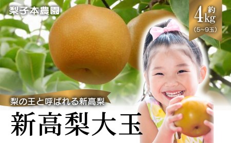 新高梨 大玉 約4kg | フルーツ 果物 くだもの 梨 なし ナシ 奈良県 五條市