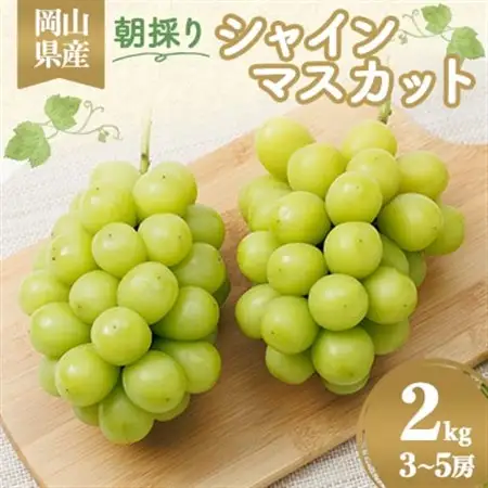 岡山県産　朝採りシャインマスカット　2kg_果物・フルーツ ぶどう・マスカット  ブドウ 葡萄 _【配送不可地域：離島】【1073053】