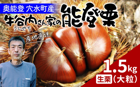 【先行予約】牛谷内農園 の 能登栗（大粒）1.5㎏ / 栗 