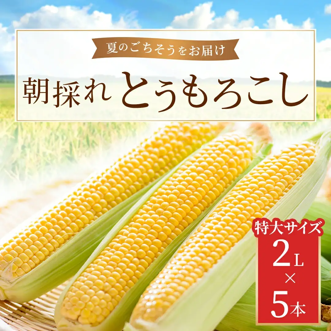 朝採れとうもろこし 5本セット 2L KBJ009 | とうもろこし
