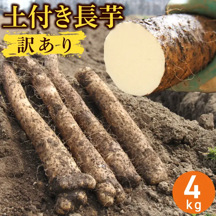 2026年12月上旬より発送！訳あり 土付き長芋（4kg）｜国産野菜 とろろご飯におすすめ！「マル庄」