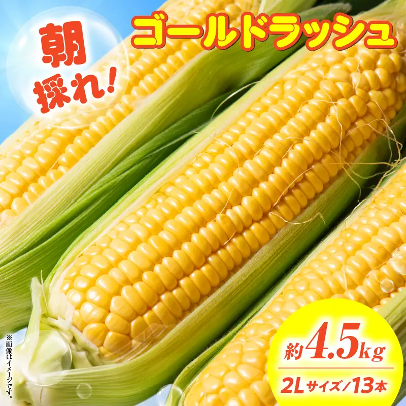 朝採れ！国富町産ゴールドラッシュ4.5kg2Lサイズ13本_kn028-001
