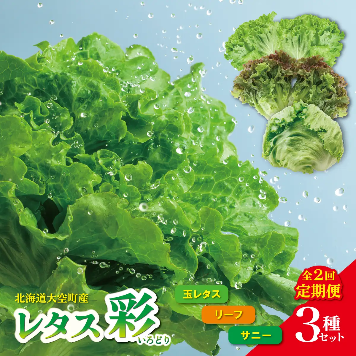 【定期便】レタス彩(いろどり)3種セット全2回（2026年9月以降順次発送）  OSU002