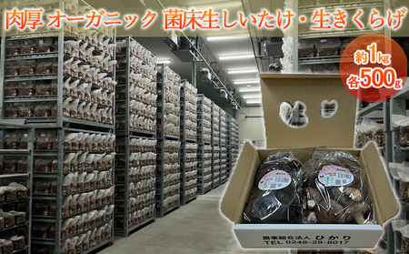きのこセット 生しいたけ生きくらげオーガニック きのこセット【約1kg(各500g)】