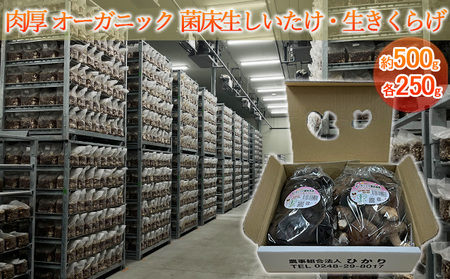 きのこセット 生しいたけ生きくらげオーガニック きのこセット【約500g(各250g)】
