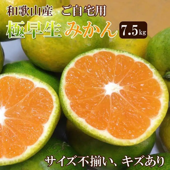 和歌山産 ［極早生］みかん 7 . 5kg ［訳あり］［サイズ不揃い・キズ等あり］