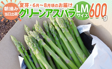 数量限定 アスパラ LM サイズ 600g 朝採り 直送 夏芽 グリーンアスパラガス 朝採れ 先行予約 【2026年6月から8月お届け】 BT11
