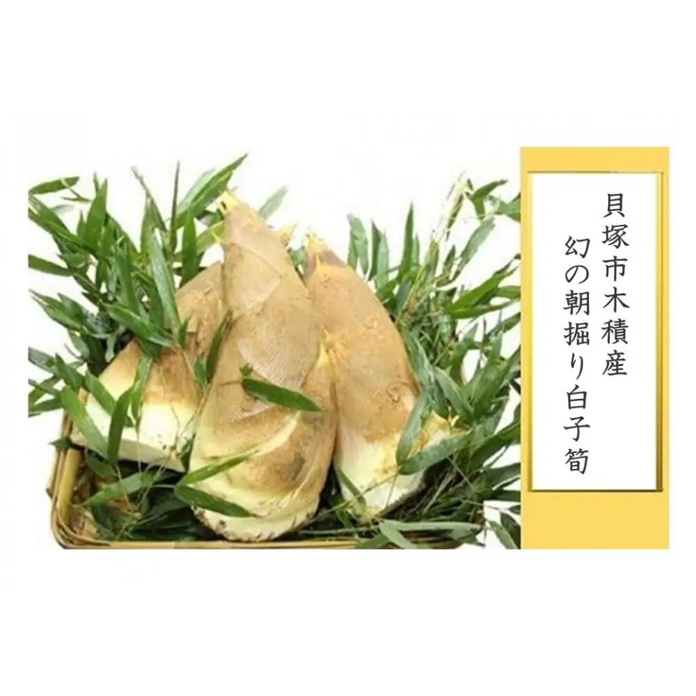＜先行予約／令和9年(2027年)３月下旬頃から発送＞貝塚市木積産　幻の朝掘り白子筍