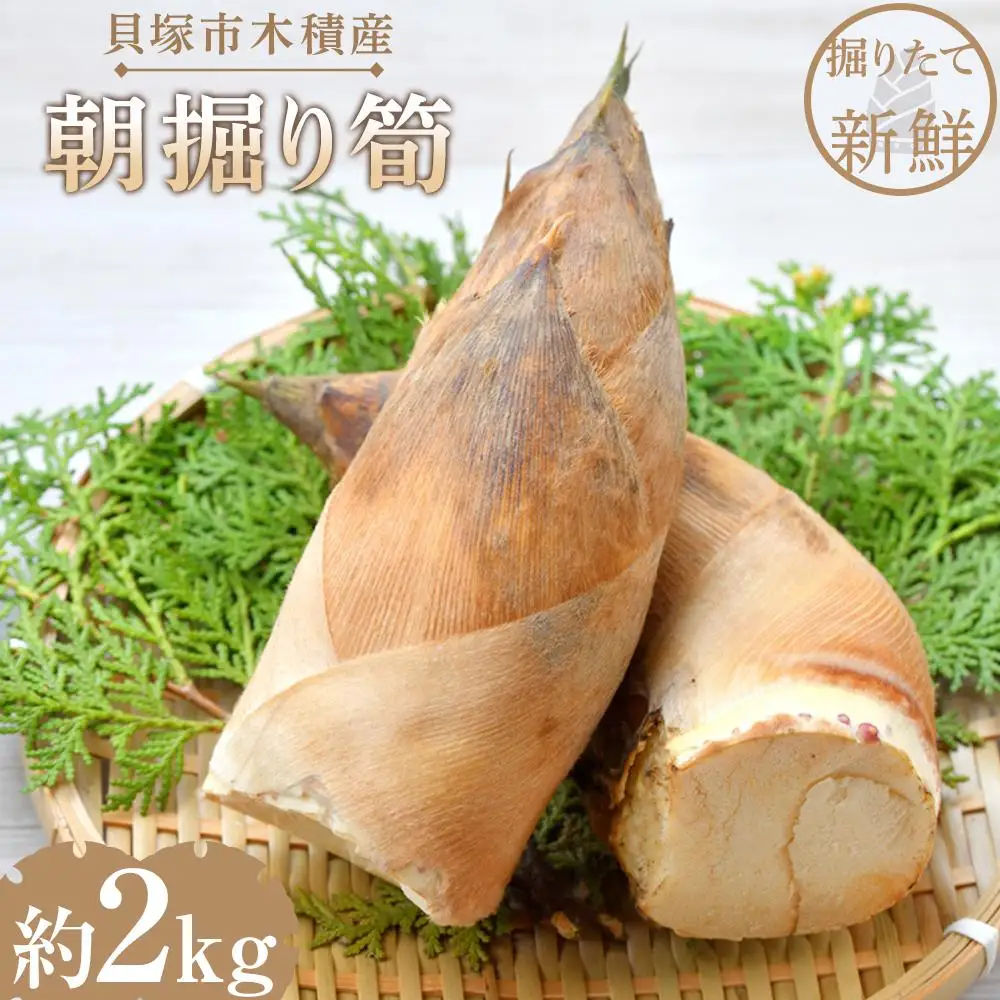 ＜先行予約／令和9年(2027年)３月下旬頃から発送＞貝塚市木積産　朝掘り筍　約2kg