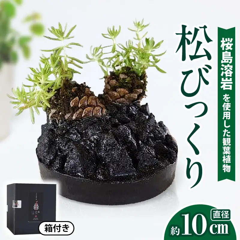 火山の贈り物 ミニ観葉植物『松びっくり』 溶岩土台松ぼっくり苔植物 K089-001