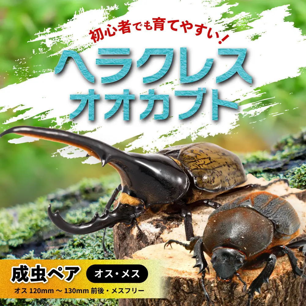 【先行予約】ヘラクレスオオカブトペア（オス120mm～130mm前後・メスフリー）※配送不可地域あり【2027年3月より順次発送】