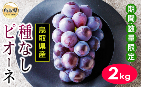 鳥取県産種なしピオーネぶどう　2kg【期間･数量限定】_T2600614