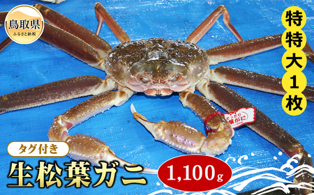  【魚倉】タグ付き生松葉ガニ 特特大 約1,100g【期間限定】_T2600167