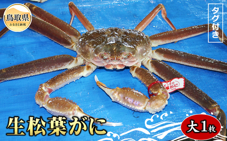  【魚倉】タグ付き生松葉ガニ 大 約800g【期間限定】_T2600169