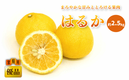 【2027年2月中旬頃から順次発送】はるか 家庭用(優品)  約2.5kg【KK0201】
