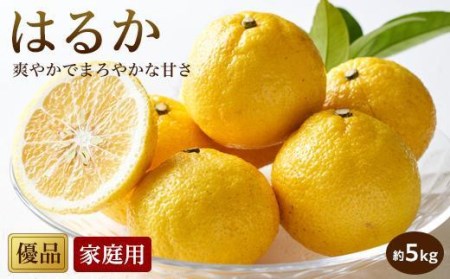 【2027年2月中旬頃から順次発送】 はるか＜家庭用・優品＞約5kg【KK021_x】