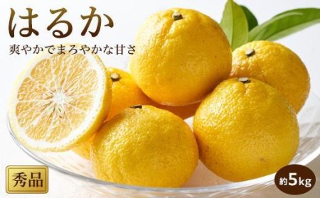 【2027年2月中旬頃から順次発送】 はるか＜秀品＞約5kg【KK022_x】