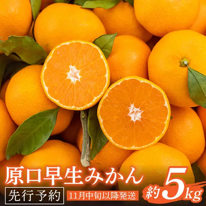 【先行予約】原口早生 みかん 約5kg [OCU003] みかん