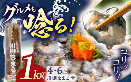 川棚 生なまこ 約1kg [OAI001]  なまこ