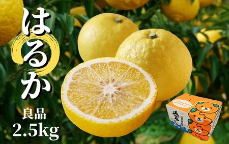 【はるか】良品約2.5kg 【2027年2月頃から順次発送】 愛媛 みかん 先行予約 蜜柑 柑橘 果物 くだもの フルーツ お取り寄せ グルメ 期間限定 数量限定 人気 おすすめ 愛媛県 松山市【PT010_x】
